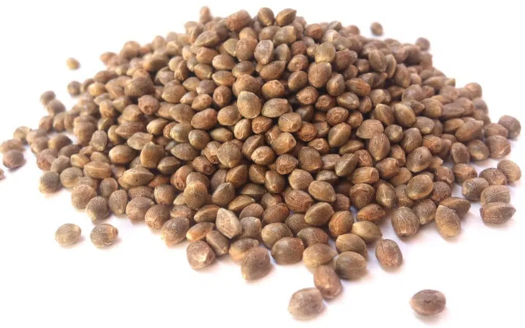 Feminized Seeds for Coastal Mary Seeds