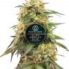 Alien Gorilla Glue feminized cannabis plant for Coastal Mary Seeds