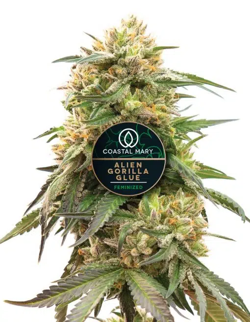 Alien Gorilla Glue feminized cannabis plant for Coastal Mary Seeds