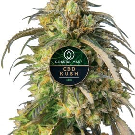 CBD Kush feminized cannabis plant
