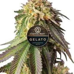 Gelato Autoflower Feminized seeds cannabis plant for Coastal Mary Seeds