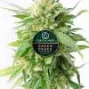 Green Crack feminized cannabis plant for Coastal Mary