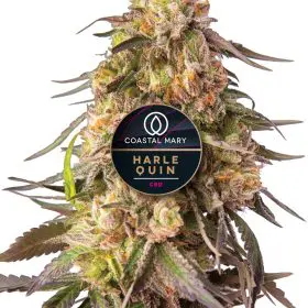 Harlequin CBD feminized cannabis plant