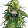 Moby Dick autoflower seeds cannabis plant for Coastal Mary Seeds