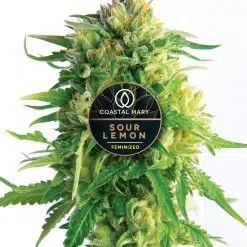 Sour Lemon feminzed seeds cannabis plant for Coastal Mary Seeds