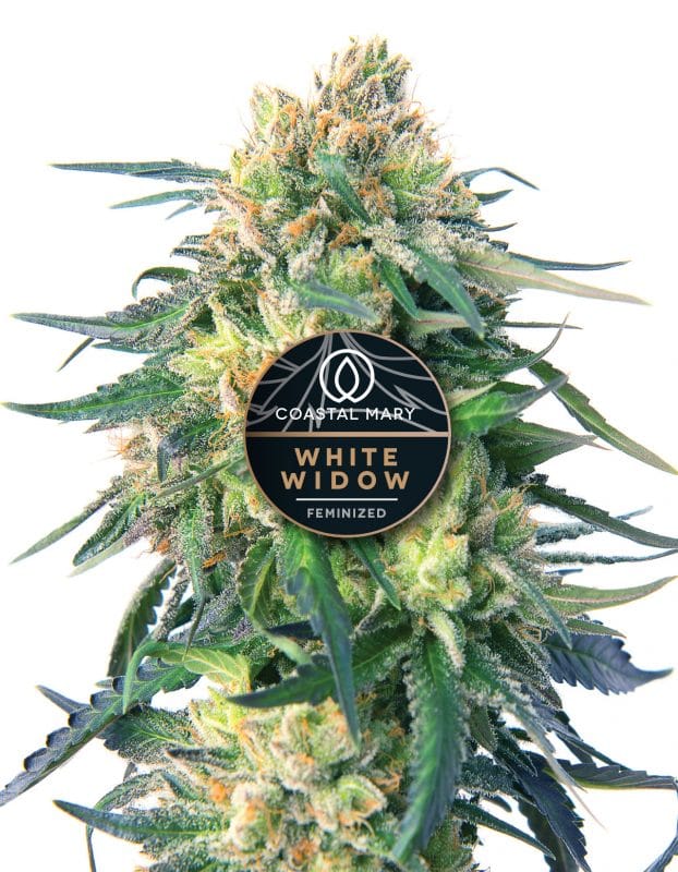 White Widow feminized Cannabis Plant