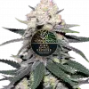 Pineapple Express feminized seeds plant for Coastal Mary Seeds