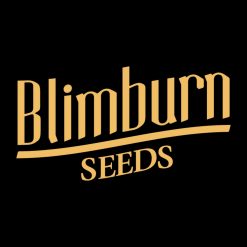BlimBurn - Feminized Seeds