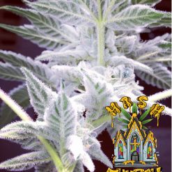 Hash Church Feminised seeds from Natural Born Smokers For Coastal Mary Seeds