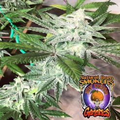 Holy Mandarin feminised seeds from Natural Born Smokers for Coastal Mary Seeds