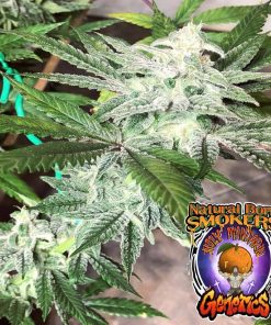 Holy Mandarin feminised seeds from Natural Born Smokers for Coastal Mary Seeds