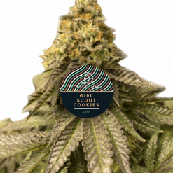 Girl Scout Cookies Autoflower feminised seeds by Coastal Mary Seeds