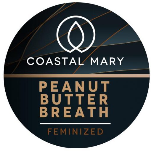 Peanut butter breath feminised seeds from Coastal Mary Seeds