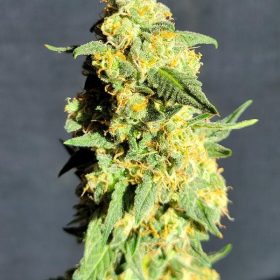 Critical X Ak47 autoflower seeds feminised For Coastal Mary Seeds by TCBC 2