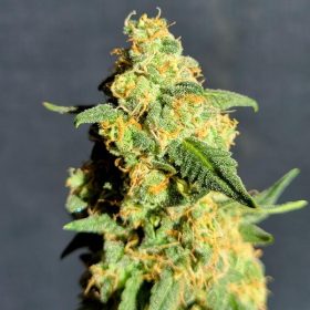 Critical X Ak47 autoflower seeds feminised For Coastal Mary Seeds by TCBC 3