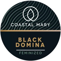 Black Domina photo feminised seeds for Coastal Mary