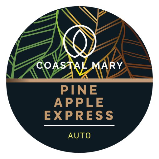 Pineapple Express Autoflower feminised seeds by Coastal Mary Seeds