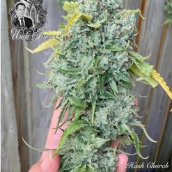 Uncle Jim Bud by Natural Borm Smokers for Coastal Mary Seeds