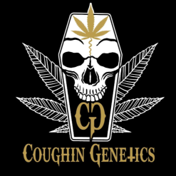 Coughin Genetics Cannabis feminsed seeds for Coastal Mary Seeds