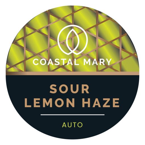 Sour-Lemon-Haze autoflower feminised seeds by Coastal Mary