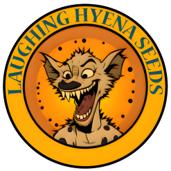 Laughing Hyena - Autoflower Seeds
