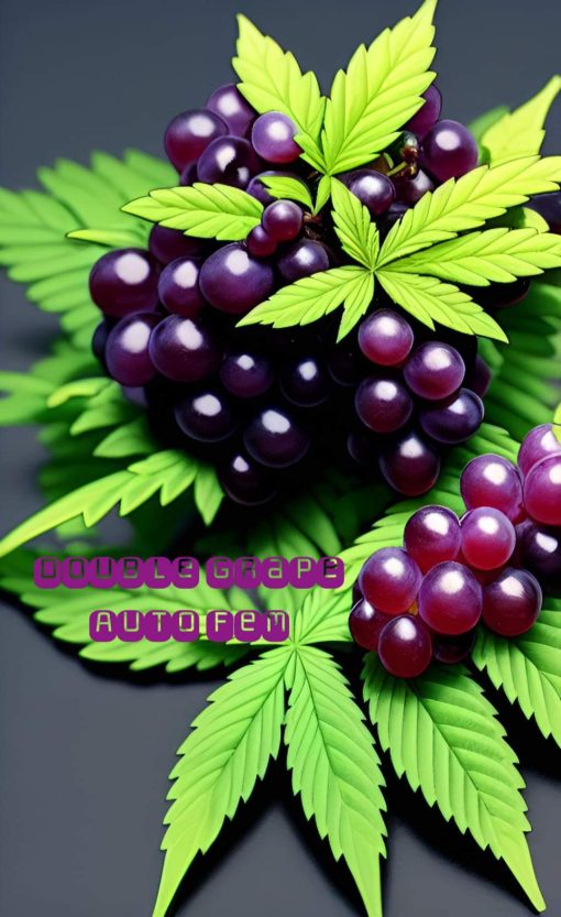 Double Grape Autoflower Fem by Epic Seeds for Coastal Mary Seeds