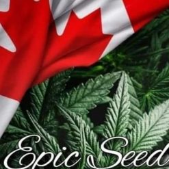 Epic Seeds - Cannabis seeds