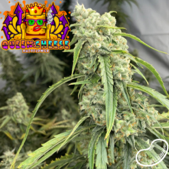 Butterbean Birdseed feminised autoflower seeds Queen Cheese for Coastal Mary