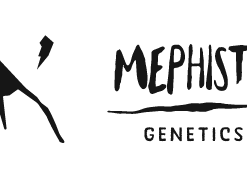Mephisto Genetics - Autoflower Seeds