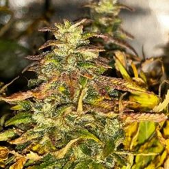 Russian Queen autoflower seeds by Laughing Hyena for Coastal Mary