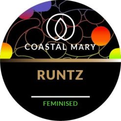 Runtz Feminised Photo seeds by Coastal Mary