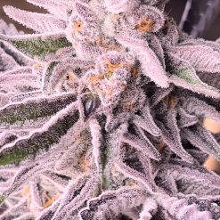 Popes Dope Feminised seeds by Natural Born Smokers for Coastal Mary Seeds 1