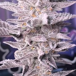 Popes Dope Feminised seeds by Natural Born Smokers for Coastal Mary Seeds 3